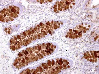 Anti-IL16 antibody [C3], C-term used in IHC (Paraffin sections) (IHC-P). GTX108425