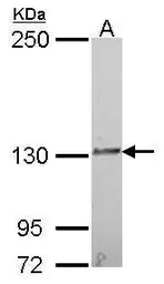 Anti-IL16 antibody [C3], C-term used in Western Blot (WB). GTX108425