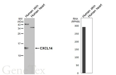 Anti-CXCL14 antibody [N3C3] used in Western Blot (WB). GTX108431