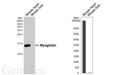 Anti-Myoglobin antibody [C1C3] used in Western Blot (WB). GTX108434
