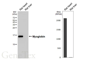 Anti-Myoglobin antibody [C1C3] used in Western Blot (WB). GTX108434