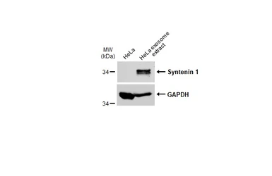 Anti-Syntenin 1 antibody [C2C3], C-term used in Western Blot (WB). GTX108470