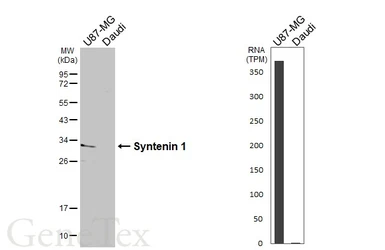 Anti-Syntenin 1 antibody [C2C3], C-term used in Western Blot (WB). GTX108470