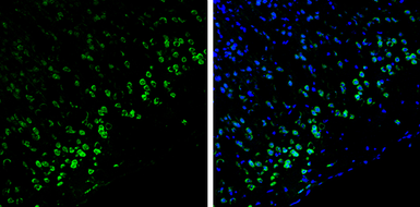 Anti-Syntenin 1 antibody [C2C3], C-term used in IHC (Frozen sections) (IHC-Fr). GTX108470