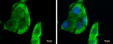 Anti-BCA1 antibody [N3C3] used in Immunocytochemistry/ Immunofluorescence (ICC/IF). GTX108471