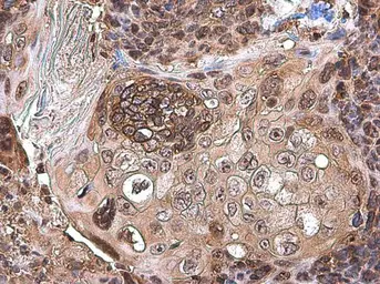 Anti-BCA1 antibody [N3C3] used in IHC (Paraffin sections) (IHC-P). GTX108471
