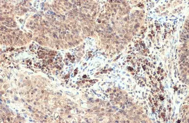 Anti-BCA1 antibody [N3C3] used in IHC (Paraffin sections) (IHC-P). GTX108471