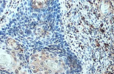 Anti-BCA1 antibody [N3C3] used in IHC (Paraffin sections) (IHC-P). GTX108471