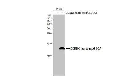 Anti-BCA1 antibody [N3C3] used in Western Blot (WB). GTX108471