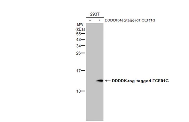 Anti-FCER1G antibody [N2C3] used in Western Blot (WB). GTX108487