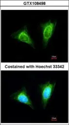 Anti-NKG2A antibody [N1N2], N-term used in Immunocytochemistry/ Immunofluorescence (ICC/IF). GTX108498