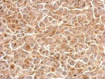 Anti-NKG2A antibody [N1N2], N-term used in IHC (Paraffin sections) (IHC-P). GTX108498