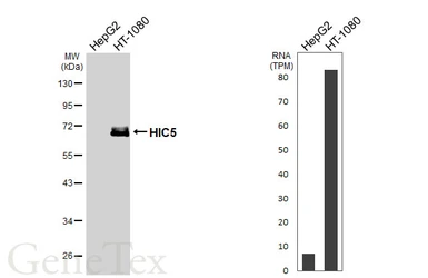 Anti-HIC5 antibody [N1], N-term used in Western Blot (WB). GTX108510