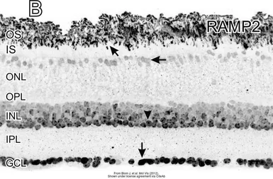 Anti-RAMP2 antibody used in IHC (Frozen sections) (IHC-Fr). GTX108524