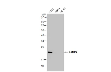 Anti-RAMP2 antibody used in Western Blot (WB). GTX108524