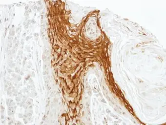 Anti-RAMP2 antibody used in IHC (Paraffin sections) (IHC-P). GTX108524