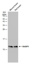 Anti-RAMP1 antibody [C1C3] used in Western Blot (WB). GTX108525