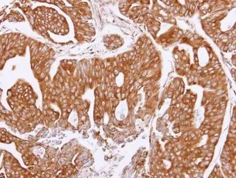 Anti-Noelin antibody [C3], C-term used in IHC (Paraffin sections) (IHC-P). GTX108528