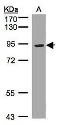 Anti-LRP12 antibody [C3], C-term used in Western Blot (WB). GTX108542