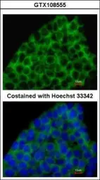 Anti-BMP8A antibody [C3], C-term used in Immunocytochemistry/ Immunofluorescence (ICC/IF). GTX108555