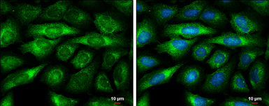 Anti-BMP8A antibody [C3], C-term used in Immunocytochemistry/ Immunofluorescence (ICC/IF). GTX108555