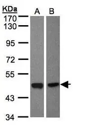 Anti-BMP8A antibody [C3], C-term used in Western Blot (WB). GTX108555