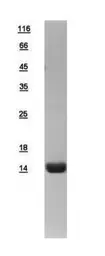 Human Cytochrome C protein, His tag. GTX108585-pro