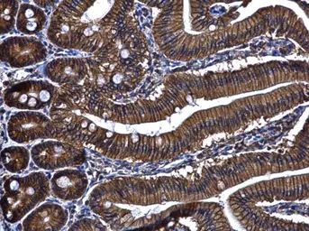 Anti-ARL14 antibody [N1C3] used in IHC (Paraffin sections) (IHC-P). GTX108599