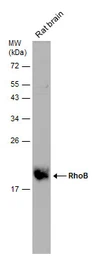 Anti-RhoB antibody used in Western Blot (WB). GTX108600