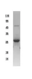 Human RAB5A protein, His tag. GTX108605-pro