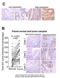 Anti-RAB3C antibody [N1C3] used in IHC (Paraffin sections) (IHC-P). GTX108610