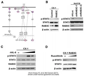 Anti-RAB3C antibody [N1C3] used in Western Blot (WB). GTX108610