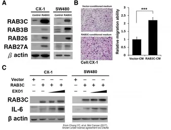 Anti-RAB3C antibody [N1C3] used in Western Blot (WB). GTX108610
