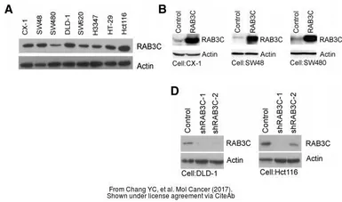 Anti-RAB3C antibody [N1C3] used in Western Blot (WB). GTX108610