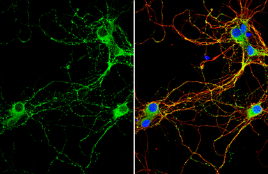 Anti-RAB3C antibody [N1C3] used in Immunocytochemistry/ Immunofluorescence (ICC/IF). GTX108610