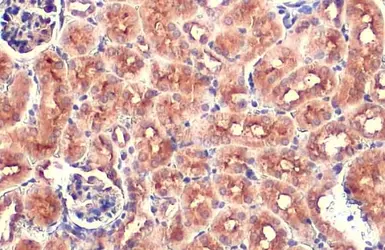 Anti-ZO-1 antibody [N1N2], N-term used in IHC (Paraffin sections) (IHC-P). GTX108613