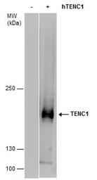 Anti-TENC1 antibody [C2C3], C-term used in Western Blot (WB). GTX108618