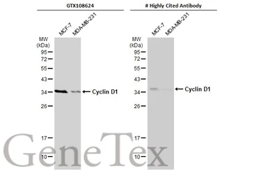 Anti-Cyclin D1 antibody [N1C3] used in Western Blot (WB). GTX108624