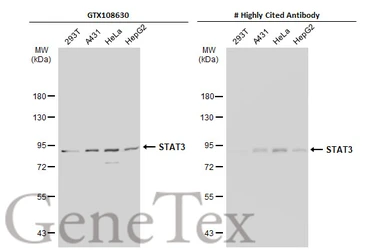 Anti-STAT3 antibody used in Western Blot (WB). GTX108630
