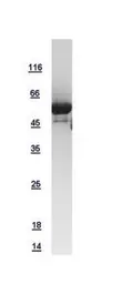 Human mLST8 / GBL protein, GST tag. GTX108631-pro