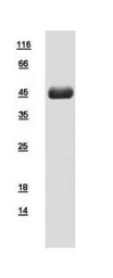 Human Nck Beta protein, His tag. GTX108639-pro