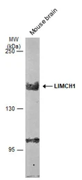 Anti-LIMCH1 antibody [C2C3], C-term used in Western Blot (WB). GTX108649