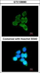 Anti-MIPP antibody [N2C3] used in Immunocytochemistry/ Immunofluorescence (ICC/IF). GTX108680