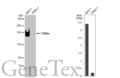 Anti-CD66e antibody used in Western Blot (WB). GTX108732