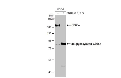 Anti-CD66e antibody used in Western Blot (WB). GTX108732