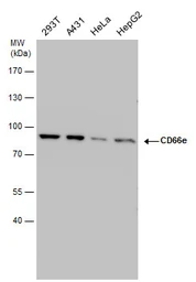 Anti-CD66e antibody used in Western Blot (WB). GTX108732