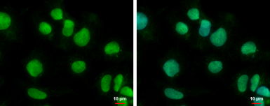 Anti-BTBD10 antibody [N3C3] used in Immunocytochemistry/ Immunofluorescence (ICC/IF). GTX108739