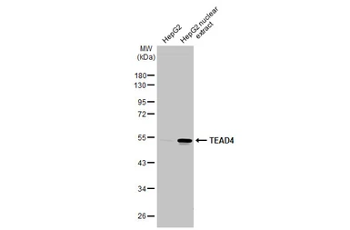 Anti-TEAD4 antibody used in Western Blot (WB). GTX108750