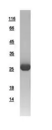 Human GSTM5 protein, His tag. GTX108776-pro