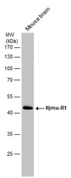 Anti-C17orf75 antibody [N1C1] used in Western Blot (WB). GTX108779